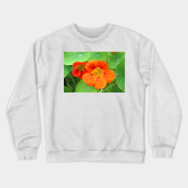 Nasturtium Flowers Crewneck Sweatshirt by pinkal